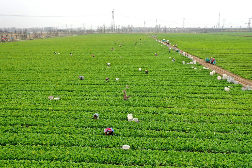 河南周口：工人采收供港蔬菜