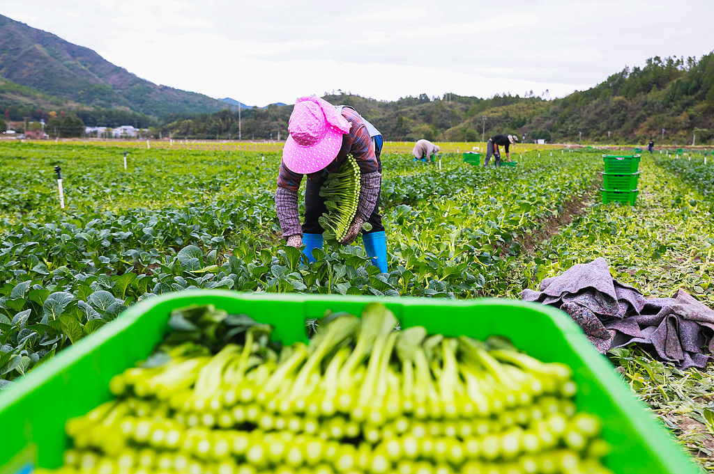 湖南新田：村民采收菜心供应大湾区市场