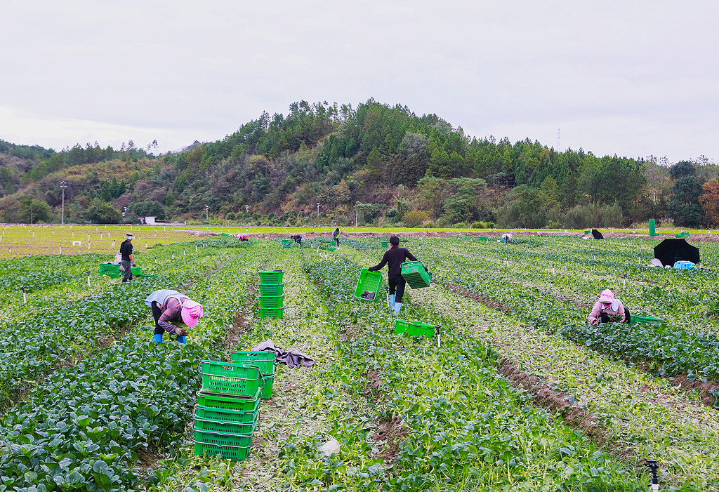 湖南新田：村民采收菜心供应大湾区市场