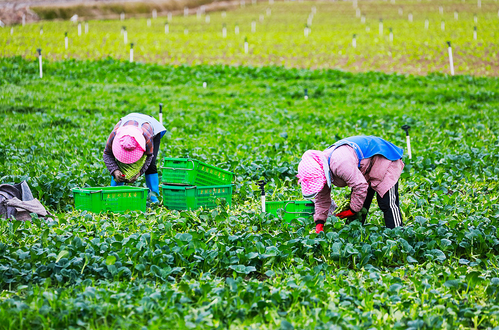 湖南新田：村民采收菜心供应大湾区市场