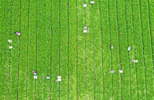 河南周口：工人采收供港蔬菜