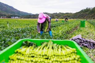 湖南新田：村民采收菜心供应大湾区市场