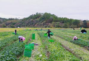 湖南新田：村民采收菜心供应大湾区市场
