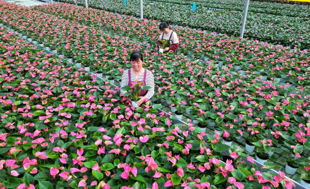 山东东营：工人在智能温室大棚管护花卉