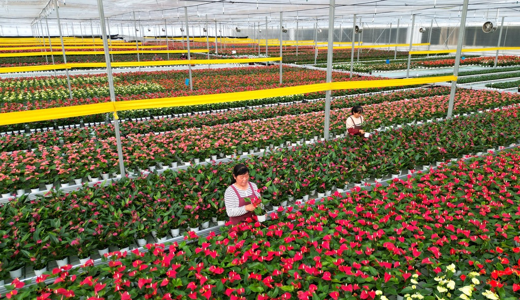 山东东营：工人在智能温室大棚管护花卉