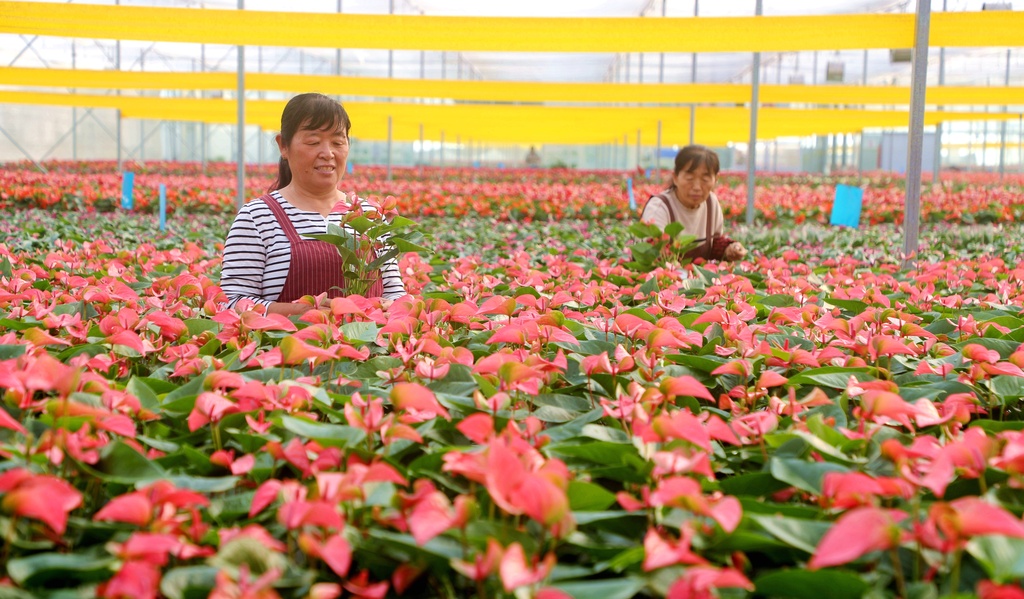 山东东营：工人在智能温室大棚管护花卉