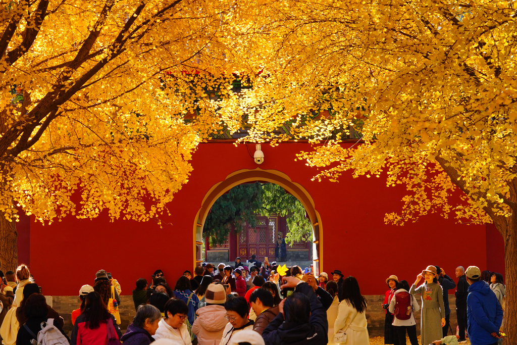 北京中山公园银杏金黄灿烂