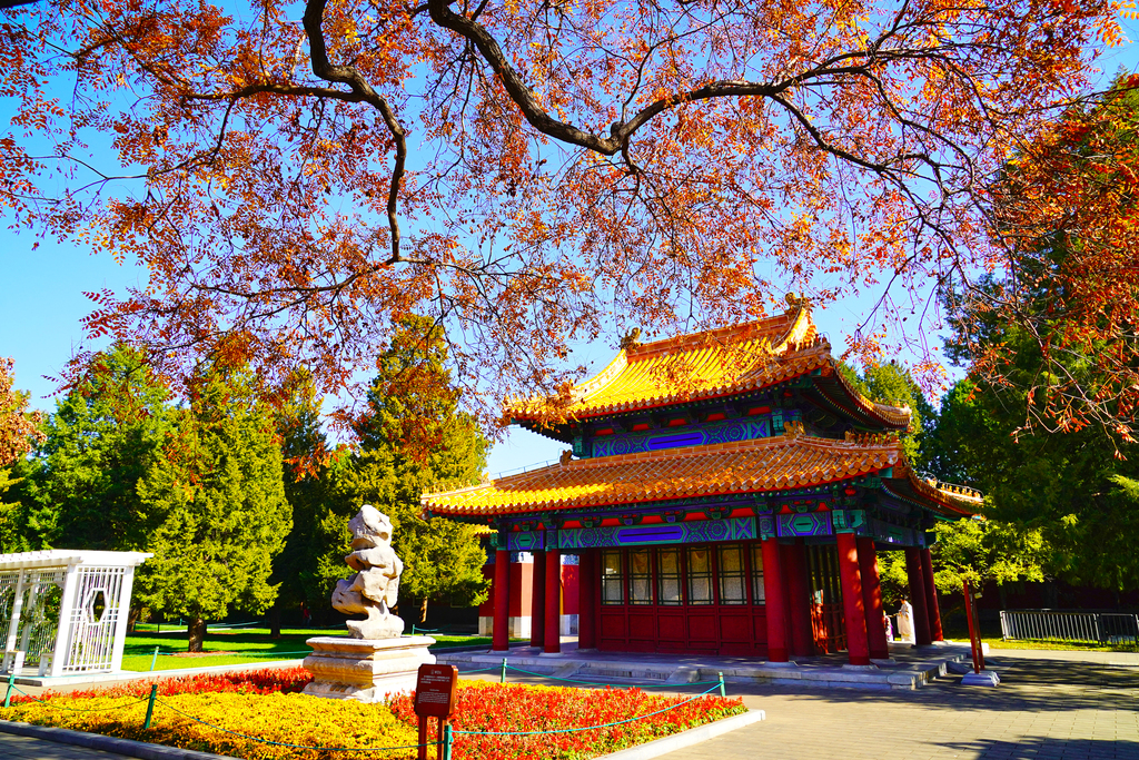 北京中山公园银杏金黄灿烂