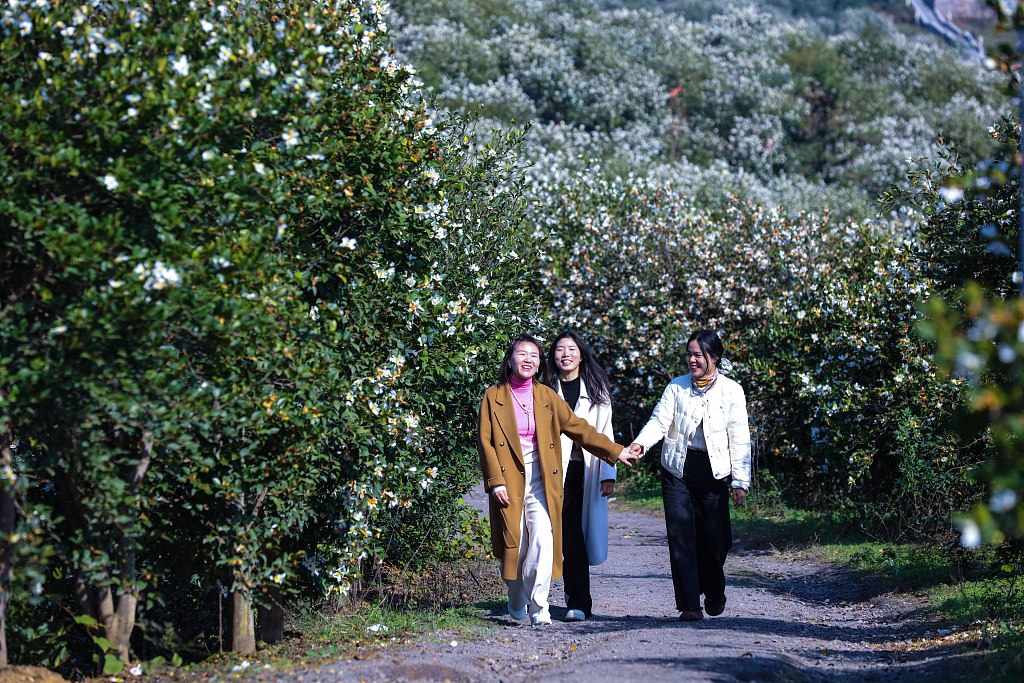 河南信阳：油茶花盛开引客来