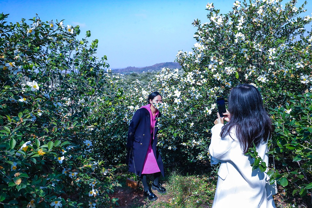 河南信阳：油茶花盛开引客来