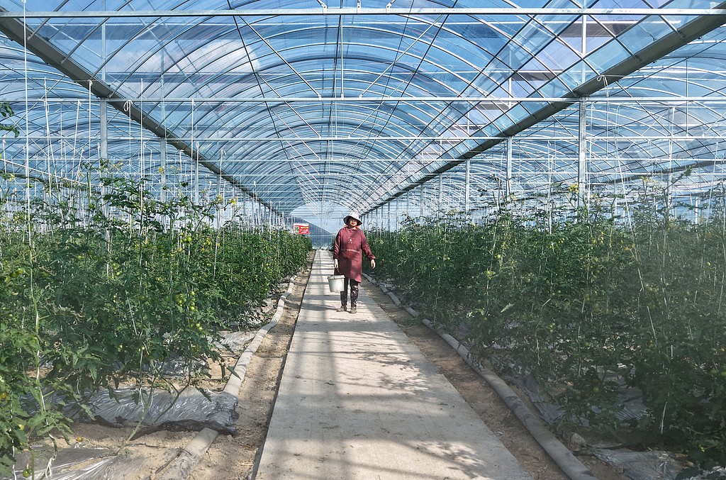 安徽巢湖：果农采摘彩色小番茄供应市场