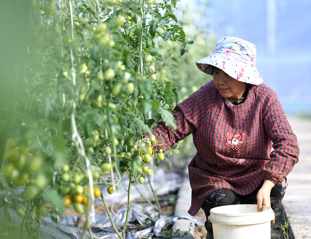 安徽巢湖：果农采摘彩色小番茄供应市场