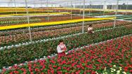 山东东营：工人在智能温室大棚管护花卉