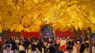 北京中山公园银杏金黄灿烂
