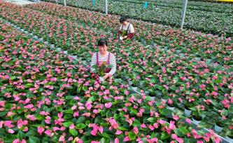 山东东营：工人在智能温室大棚管护花卉