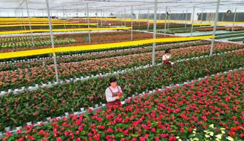 山东东营：工人在智能温室大棚管护花卉