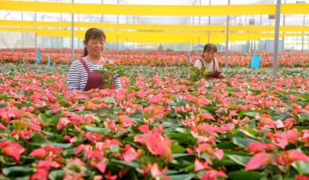 山东东营：工人在智能温室大棚管护花卉