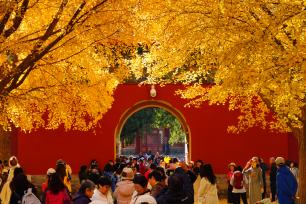 北京中山公园银杏金黄灿烂