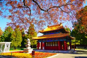 北京中山公园银杏金黄灿烂