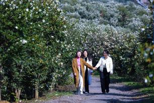 河南信阳：油茶花盛开引客来