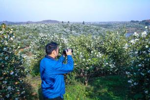 河南信阳：油茶花盛开引客来