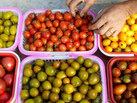 安徽巢湖：果农采摘彩色小番茄供应市场