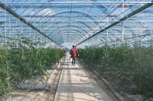 安徽巢湖：果农采摘彩色小番茄供应市场