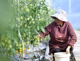 安徽巢湖：果农采摘彩色小番茄供应市场