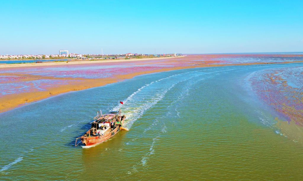 山东东营：滨海湿地色彩艳丽似锦