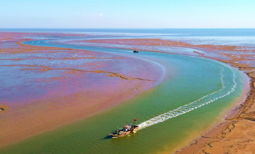山东东营：滨海湿地色彩艳丽似锦