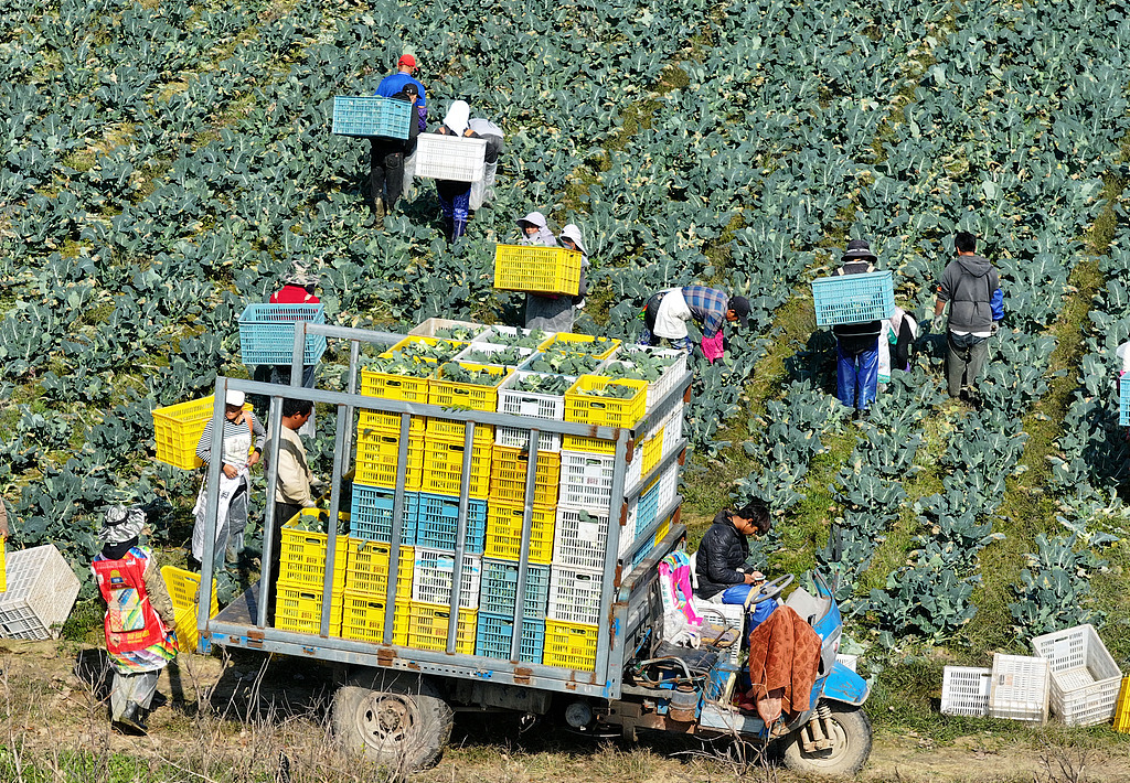 安徽亳州：农民采收西蓝花 运往市场销售