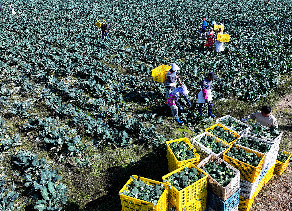 安徽亳州：农民采收西蓝花 运往市场销售
