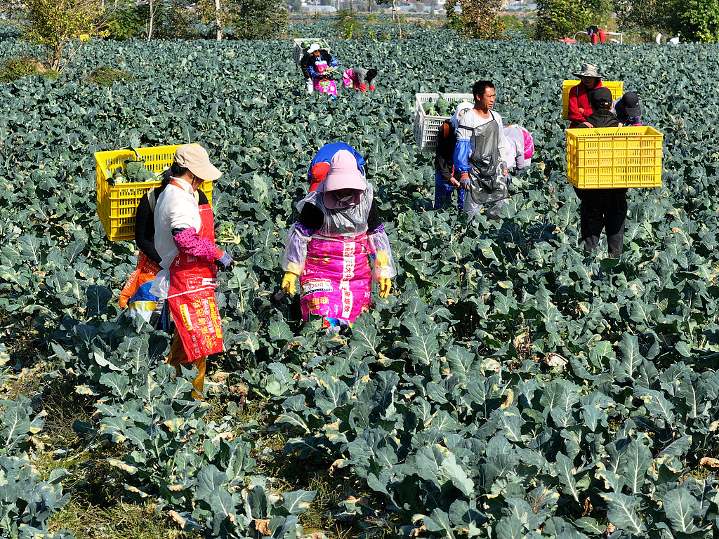 安徽亳州：农民采收西蓝花 运往市场销售