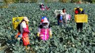 安徽亳州：农民采收西蓝花 运往市场销售