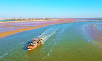 山东东营：滨海湿地色彩艳丽似锦