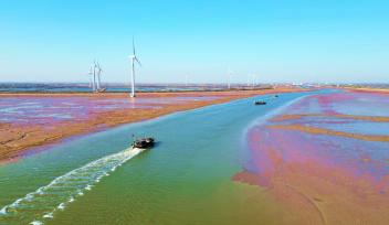 山东东营：滨海湿地色彩艳丽似锦