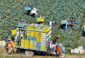 安徽亳州：农民采收西蓝花 运往市场销售