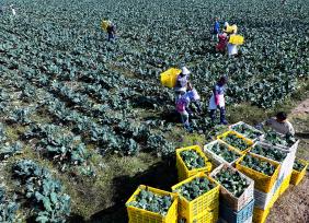 安徽亳州：农民采收西蓝花 运往市场销售