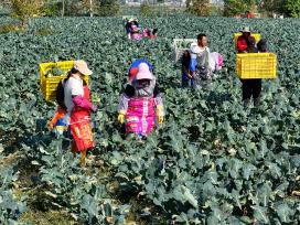 安徽亳州：农民采收西蓝花 运往市场销售