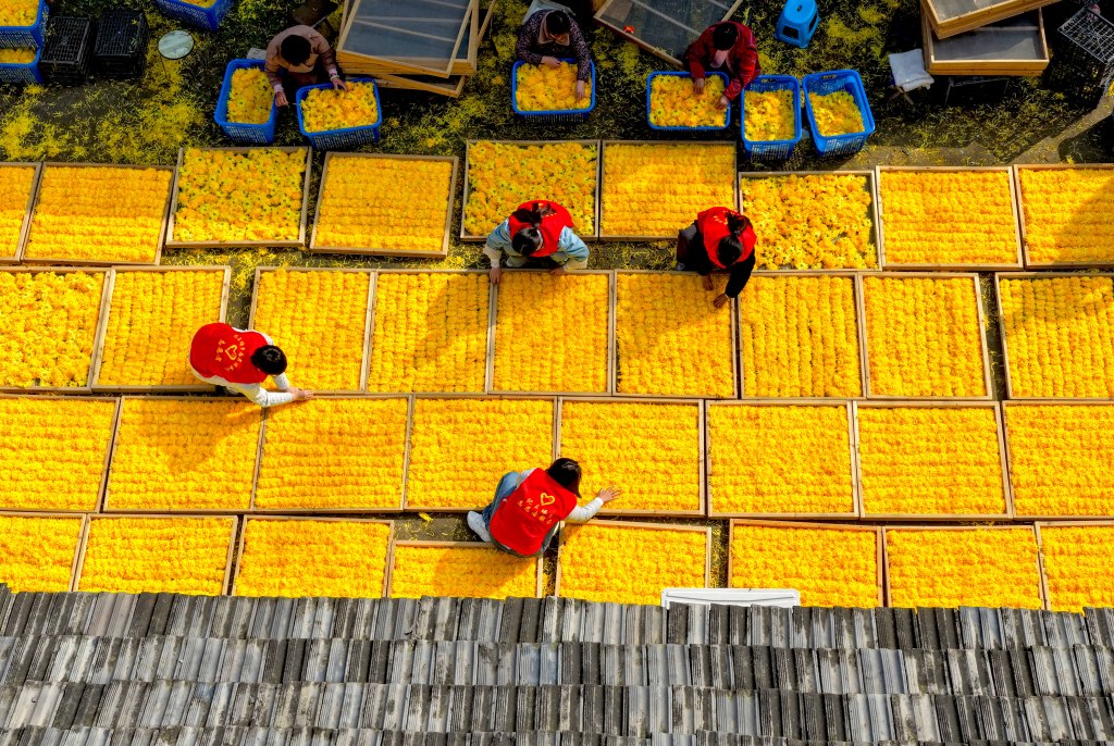 安徽亳州：农民整理分拣金丝皇菊