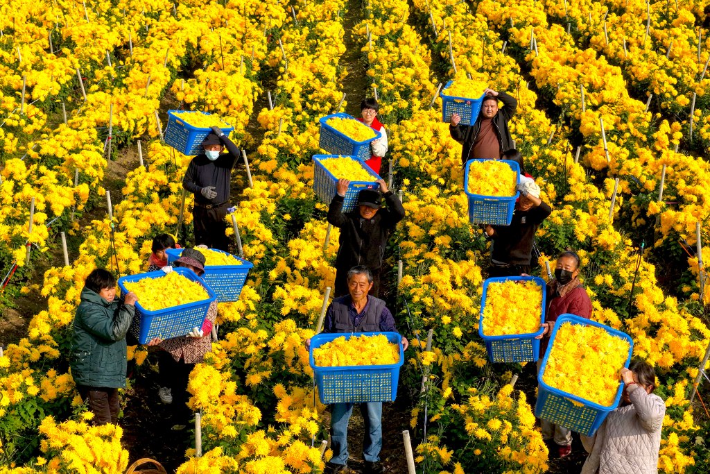 安徽亳州：农民整理分拣金丝皇菊