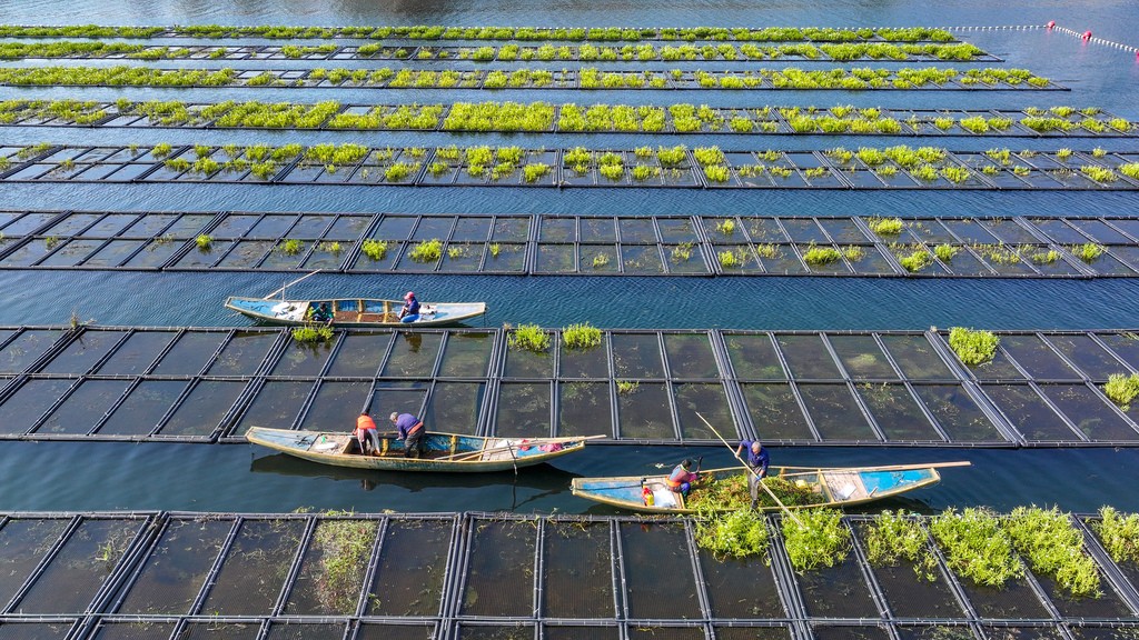 浙江杭州：“湖上菜園”農(nóng)事繁忙
