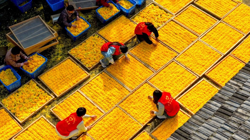 安徽亳州：農(nóng)民整理分揀金絲皇菊