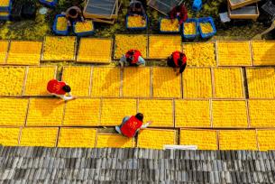 安徽亳州：农民整理分拣金丝皇菊