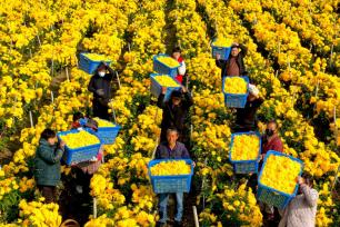 安徽亳州：农民整理分拣金丝皇菊