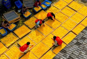 安徽亳州：农民整理分拣金丝皇菊