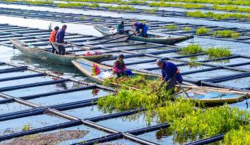 浙江杭州：“湖上菜园”农事繁忙