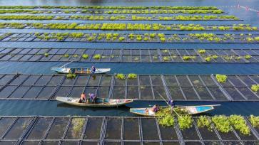浙江杭州：“湖上菜园”农事繁忙