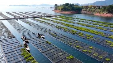 浙江杭州：“湖上菜园”农事繁忙
