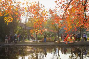 江苏南京：莫愁湖公园色彩斑斓景色如画